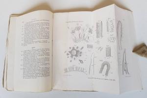 Sitzungsberichte der Kaiserlichen Akademie der Wissenschaften. Mathematisch-naturwissenschaftliche Classe.
