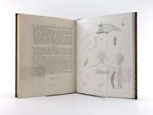 Bütschli, O. (Otto). Untersuchungen über mikroskopische Schäume und das Protoplasma.