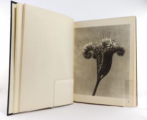 Blossfeldt, Karl. Wunder in der Natur: Bild-Dokumente schöner Pflanzenformen.