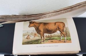 Pabst, H. W. v. Anleitung zur Rindviehzucht.