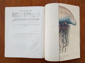 Olfers. Über die große Seeblase (Physalia Arethusa) und die Gattung der Seeblasen im Allgemeinen.