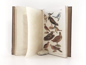 Bechstein, J. M., Edmund Berge (Hrsg.). Naturgeschichte der Hof- und Stubenvögel.