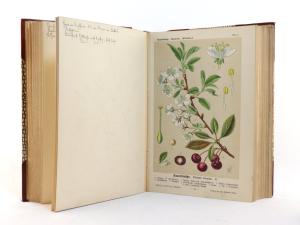 Müller u. Pilling (Hrsg.). Deutsche Schul-Flora.