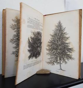 Klöbisch, R. L. Deutsche Waldbäume und ihre Physiognomie.