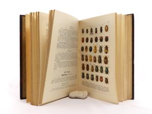 Calwer, C. G. C. G. Calwers Käferbuch. Naturgeschichte der Käfer Europas.
