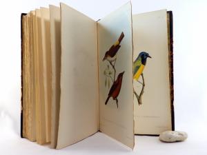Dubois, Alphonse. Synopsis Avium. Nouveau manuel d´Ornithologie.