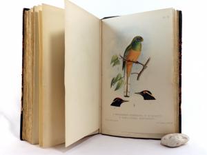 Dubois, Alphonse. Synopsis Avium. Nouveau manuel d´Ornithologie.