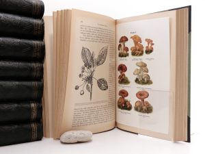 Francé, R. H. Das Leben der Pflanze.