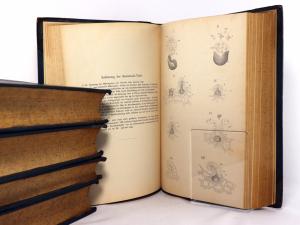Schenk, A. Handbuch der Botanik. Erster Band, Zweiter Band, Dritter Band Erste Hälfte, Dritter Band Zweite Hälfte und Vierter Band.