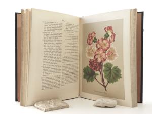 Neubert, Wilhelm (Hrsg. u. Red.). Deutsches Magazin für Garten- und Blumenkunde.