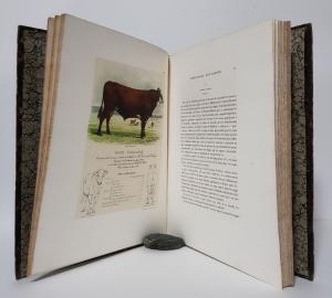 (Lefour, Pierre-Aristide-Adolphe). Description des Espèces Bovine, Ovine et Porcine de la France. Tome I - Espèce Bovine.