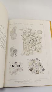 Haecker, Valentin. Tiefsee-Radiolarien. Allgemeiner Teil.