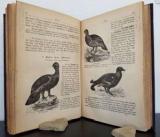 Pokorny, Alois (Bearb.). Illustrirte Naturgeschichte des Thierreiches.