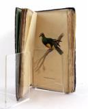 Jardine, William. Naturgeschichte der Tauben, nach Prideaux John und Selby.