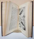 Floericke, Curt. Naturgeschichte der deutschen Sumpf- und Strandvögel.