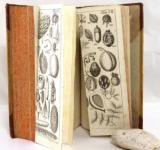 Willdenow, Carl, Ludwig. Grundriss der Kräuterkunde. Zu Vorlesungen entworfen.