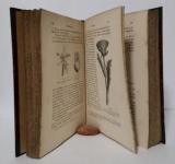 Masters, Maxwell T. Pflanzen-Teratologie. Eine Aufzählung der hauptsächlichsten Abweichungen vom gewöhnlichen Bau der Pflanzen.