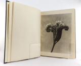 Blossfeldt, Karl. Wunder in der Natur: Bild-Dokumente schöner Pflanzenformen.