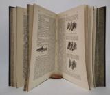 Molisch, Hans. Als Naturforscher in Indien.