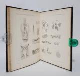 Grobben, Carl. Die Pericardialdrüse der Lamellibranchiaten. - WIDMUNGSEXEMPLAR -