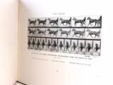 Muybridge, E. Animals in motion. An electro-photographic investigation of consecutive phases of animal progressive movements.
