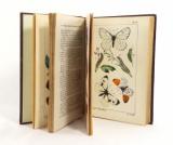 Speyer, A. Deutsche Schmetterlingskunde für Anfänger. Nebst einer Anleitung zum Sammeln.