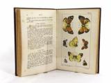 Speyer, A. Deutsche Schmetterlingskunde für Anfänger. Nebst einer Anleitung zum Sammeln.