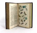 Speyer, A. Deutsche Schmetterlingskunde für Anfänger. Nebst einer Anleitung zum Sammeln.