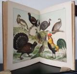 Schubert - Histoire Naturelle des Oiseaux.