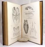 Mannheim, Bernhard J. Beiträge zur Biologie und Morphologie der Blepharoceriden (Dipt.)