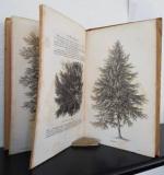 Klöbisch, R. L. Deutsche Waldbäume und ihre Physiognomie.