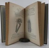 Rümpler, Theodor. Die Sukkulenten (Fettpflanzen und Kakteen).