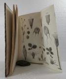 Gegenbaur, Carl. Zur Lehre vom Generationswechsel und der Fortpflanzung bei Medusen und Polypen.