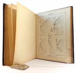 Schatz, E. II. Theil. Die Familien und Gattungen der Tagfalter systematisch und analytisch bearbeitet von Dr. E. Schatz nach dem Tode des Verfassers fortgesetzt von j. Röber.