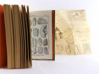 Kießling, Franz (Verf.). Beiträge zur Ur-, Vor- und Frühgeschichte von Niederösterreich und Südmähren. Nebst Mitteilungen über mittelalterliche Burgen und Keramik etc. Mit besonderer Berücksic...