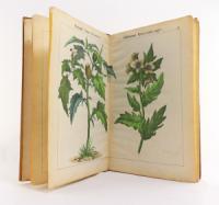 Hochstetter, Ch. F. Die Giftgewächse Deutschlands und der Schweiz, in lithographirten und colorirten Abbildungen mit erläuterndem Text. Zum Gebrauch in Volksschulen, Realanstalten und Gymnasien. Wie...