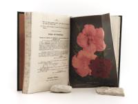 Neubert, Wilhelm (Hrsg.). Deutsches Magazin für Garten- und Blumenkunde.