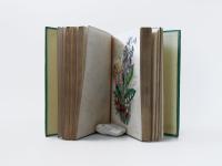 Lee, R. Trees, Plants and Flowers: Their Beauties, Uses, and Influences.