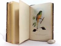 Dubois, Alphonse. Synopsis Avium. Nouveau manuel d´Ornithologie.